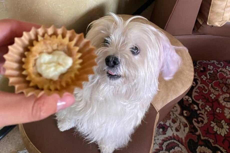 El emprendimiento nació luego de que una de las fundadoras estudiara sobre la alimentación de las mascotas.