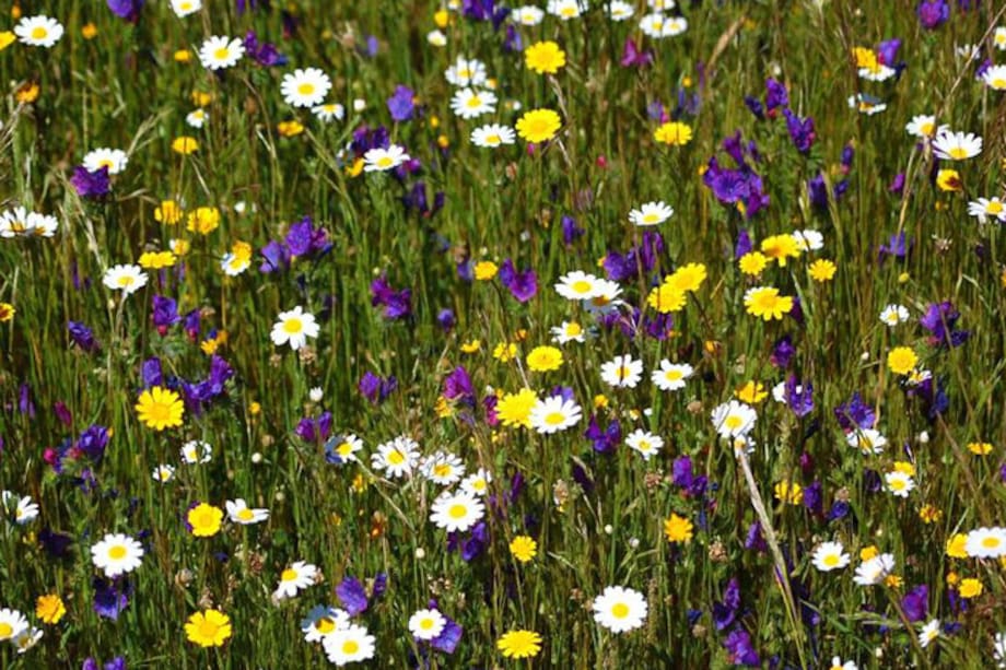 Aprende a decorar tu casa con flores