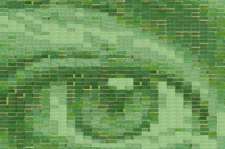 La ola de calor que actualmente afecta a toda Francia ha precipitado la maduración del cereal hasta casi hacer desaparecer la obra "Farming Photographs", de Almudena Romero.
