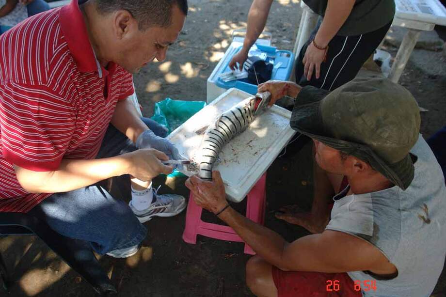 El director de la investigación, Miguel Landínes, extrayendo sangre de un bagre rayado en Puerto López, Meta. / Liliana Rodríguez