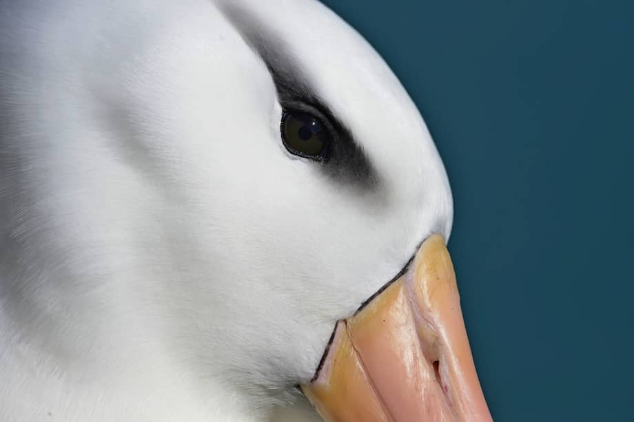 Ganador de la categoría aves sin fronteras.