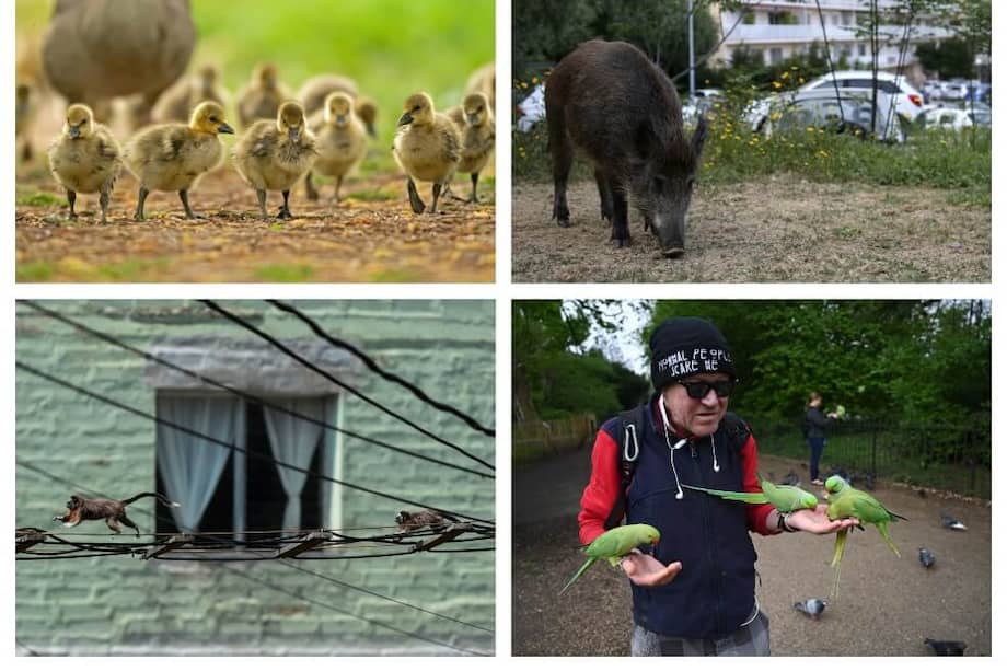 Patos en Alemania, jabalíes en España, monos en los techos de Bogotá y pájaros exóticos en EE. UU. se ven circulando libremente. / EFE y AFP