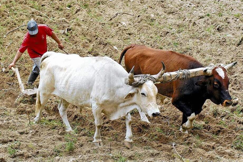 Suelos con exceso de cultivos y ganado tendrán efectos más devastadores por la sequía
