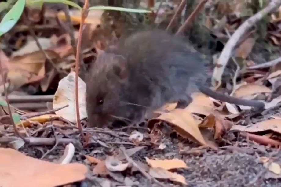 Fotografía cedida por la Facultad de Ciencias Veterinarias y Pecuarias de la Universidad de Chile, que muestra a un ratón colilargo, conocido popularmente como por su larga cola, el Oligoryzomys longicaudatus es un pequeño roedor silvestre de color café claro, que vive principalmente en Chile y el sur de Argentina y que es el principal transmisor de la cepa Andes, la variante de hantavirus responsable del brote en el crucero MV Hondius. EFE/ Facultad de Ciencias Veterinarias y Pecuarias de La Universidad De Chile