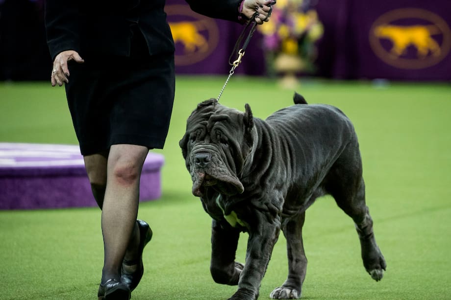 Mastín Napolitano: ¿cómo se comporta esta raza de perros con los niños?