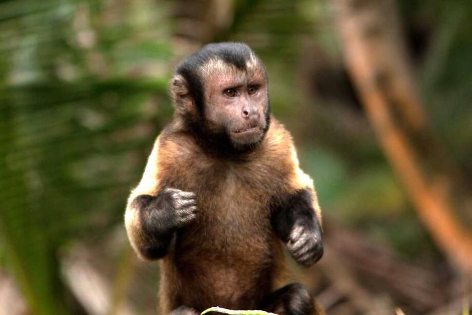 2016, el año del mono