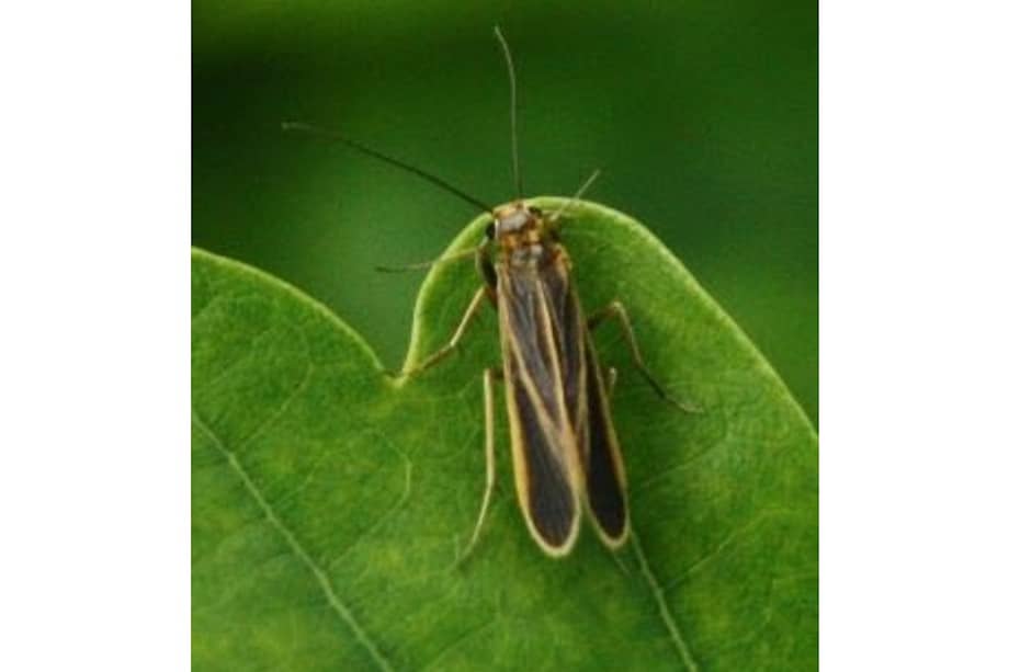 Foto de la Chimarra Mashpi, un macroinvertebrado acuático.