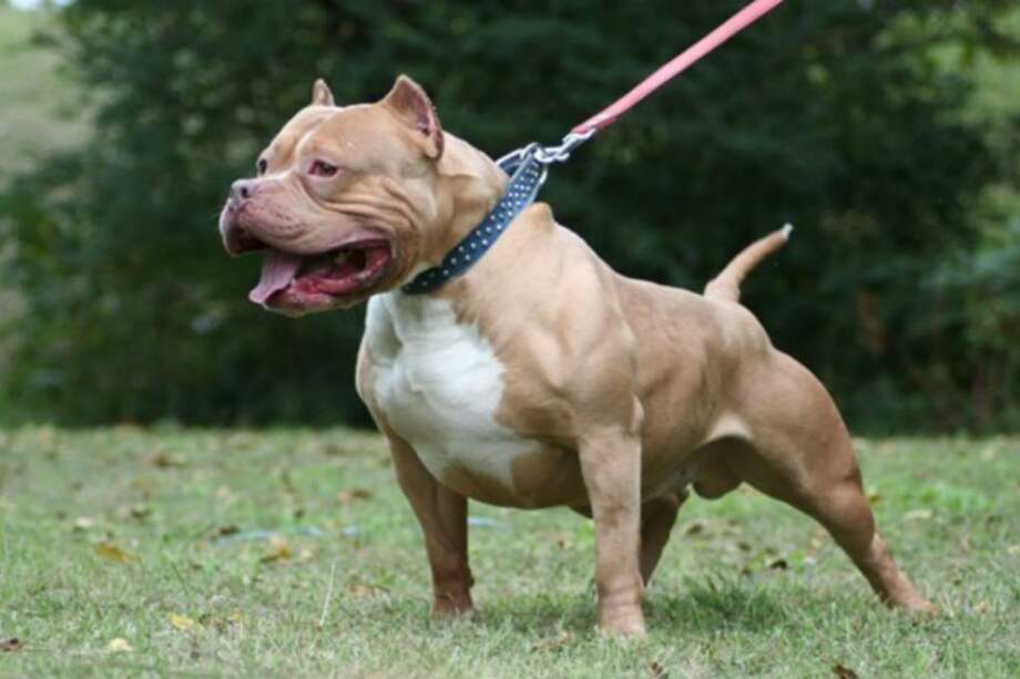 Niño de cuatro años fue atacado brutalmente por perro pitbull en Cali