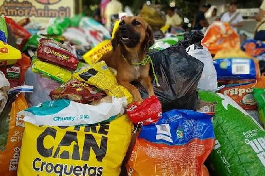 La recolección de donaciones estará activa hasta el próximo 24 de agosto en la red de puntos de venta de las tres marcas.