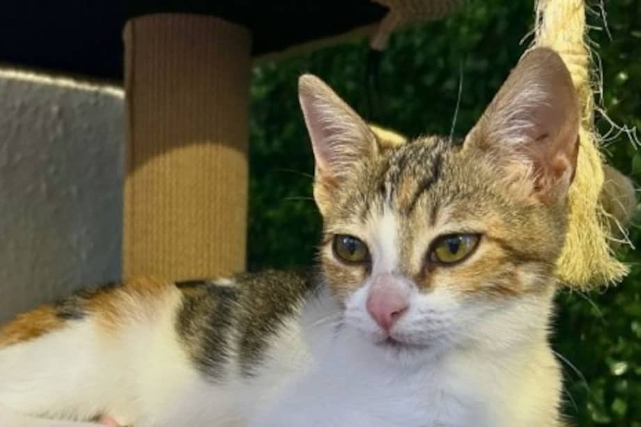 Rescatistas destacaron que todos los gatos, incluso los adultos, pueden adaptarse y formar vínculos muy fuertes con sus nuevas familias.
