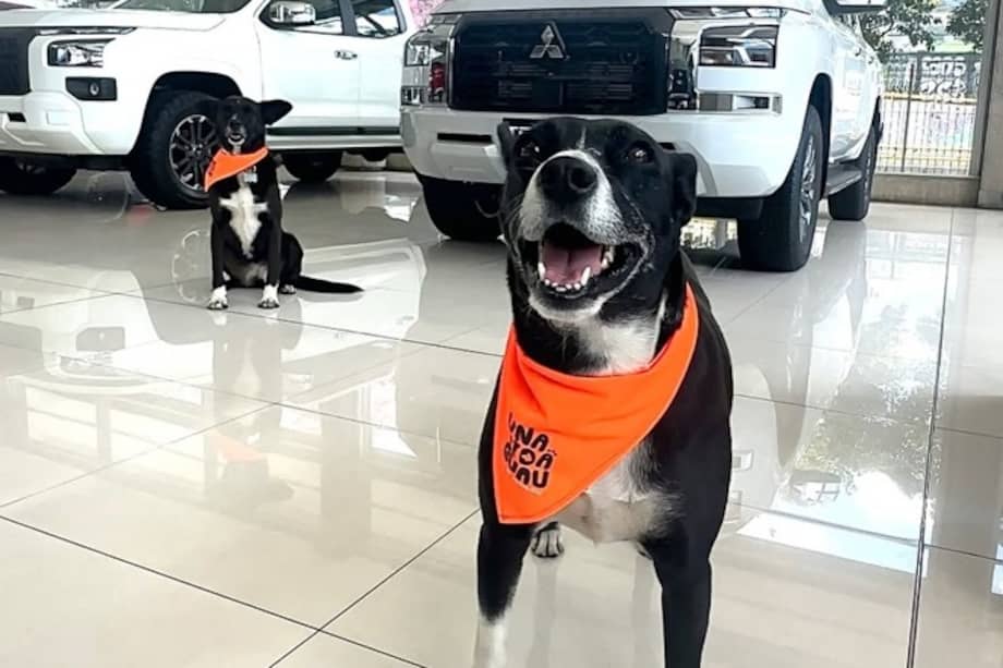 Los perros negros rescatados hoy viven dentro del concesionario como parte del equipo del programa “Una Vida Guau”.