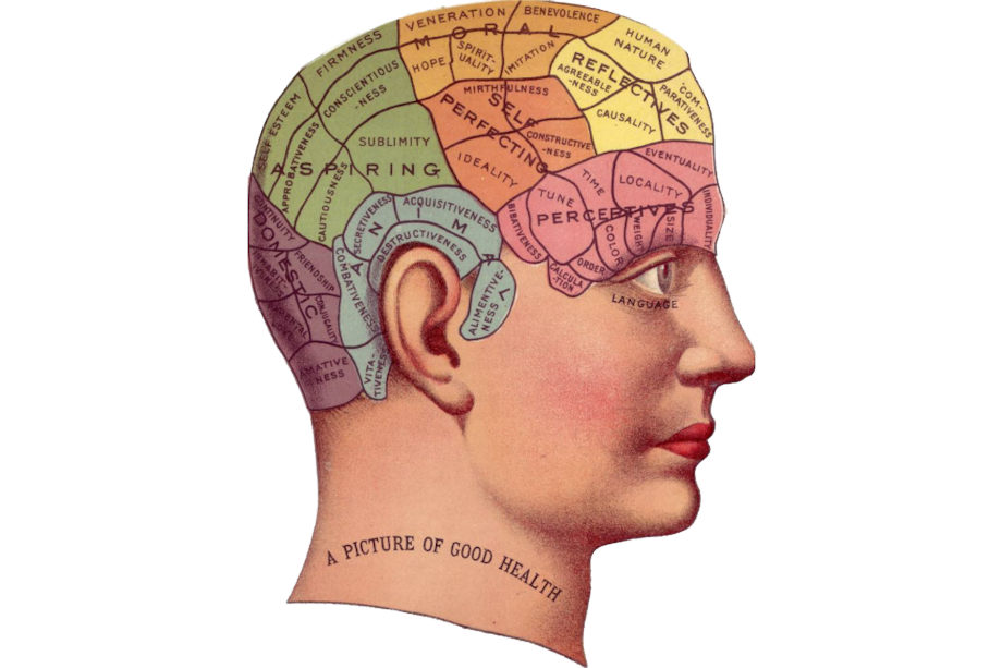 El cerebro humano es uno de los más grande respecto al tamaño del cuerpo de todo el reino animal. / Pixabay