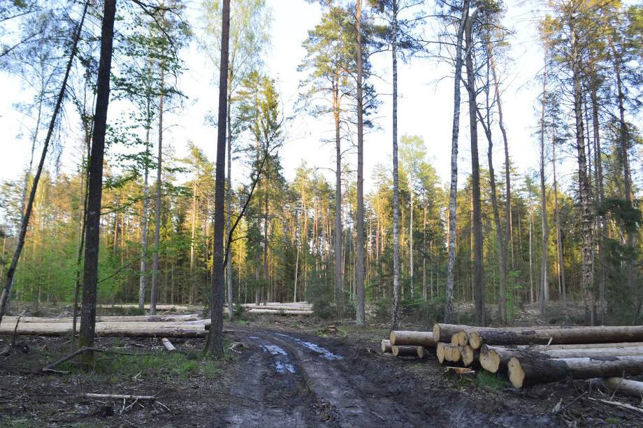 El bosque alberga especies en vía de extinción y es uno de los últimos santuarios vírgenes de naturaleza en Europa. / Adam Bohdan/Wild Poland Foundation