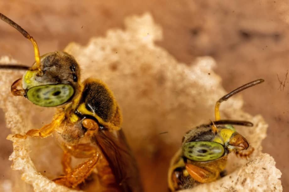 Abejas sin aguijón. /Instituto de Investigaciones de la Amazonía Peruana