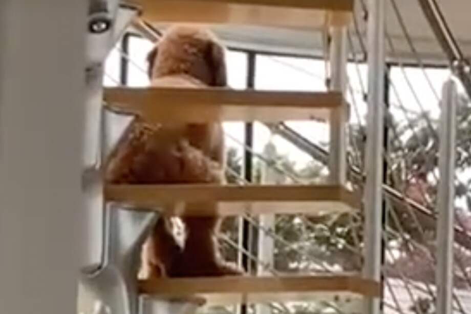 Este es el perrito que se viralizó en redes sociales, luego de que su tutor publicara sus "extraños comportamientos".