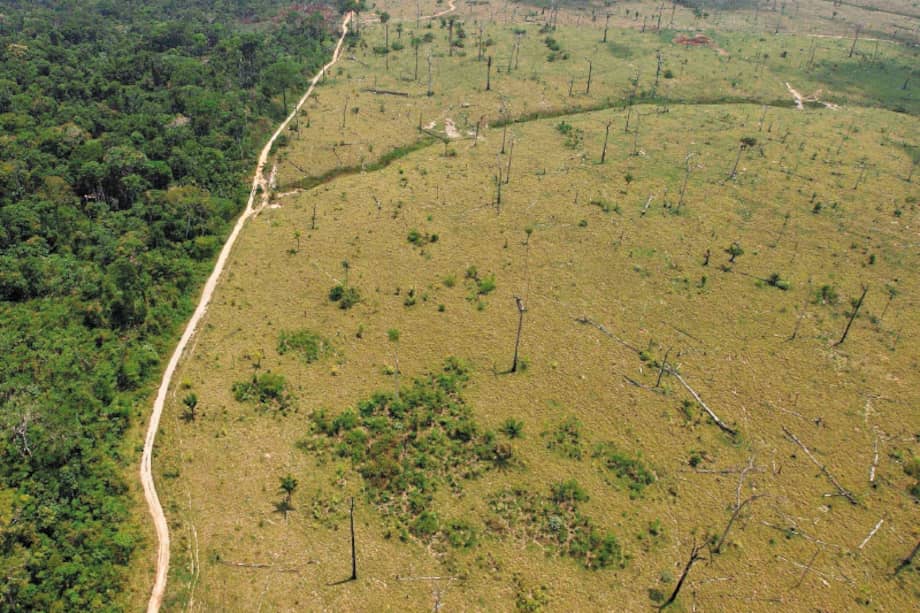 La deforestación en la Amazonia es uno de los problemas que aborda el informe de FPP. / AP