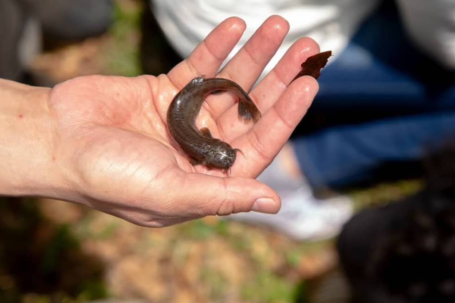 Capitanejo identificado durante la salida de campo de Boyacá Bio por investigadores del Instituto Humboldt. / Foto: Felipe Villegas, Instituto Humboldt
