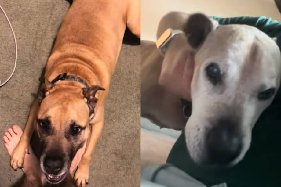 Con el paso de los años, los perros se vuelven más tranquilos y serenos, pero siguen mereciendo el mismo amor y cuidado de siempre.