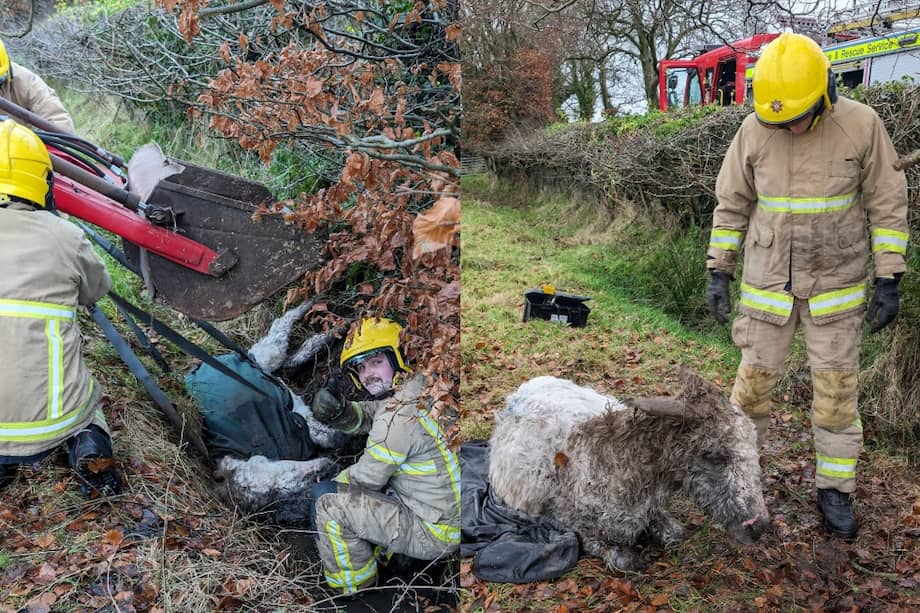 Snowie es un pequeño burro blanco que cayó a un desagüe lleno de lodo.