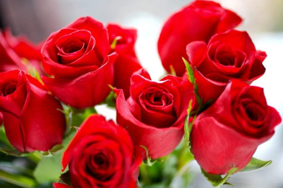 En China, la tradición apunta a que una sola rosa significa que eres la única, 99 es prometer amor para siempre; y 108 es una propuesta de matrimonio. / Cortesía