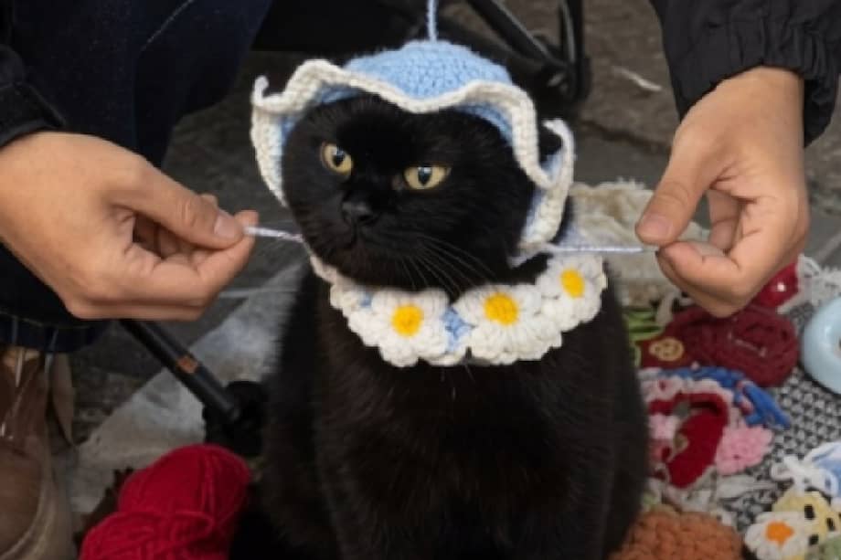 Un detalle de los gorros y collares hechos a mano que el felino modela diariamente con paciencia absoluta.