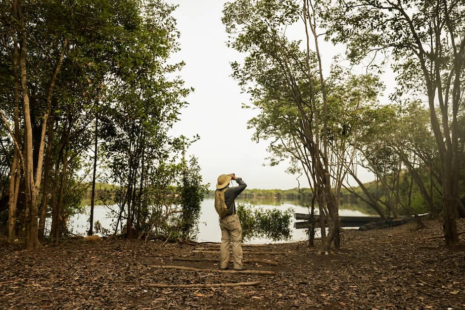 Parques Nacionales explicó que El Tuparro ofrece condiciones adecuadas para la especie gracias a la diversidad de ecosistemas presentes en el área protegida.