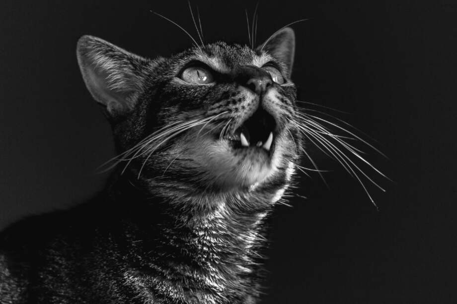 Los gatos suelen utilizar el lenguaje con el que durante han socializado con otros de su especie.