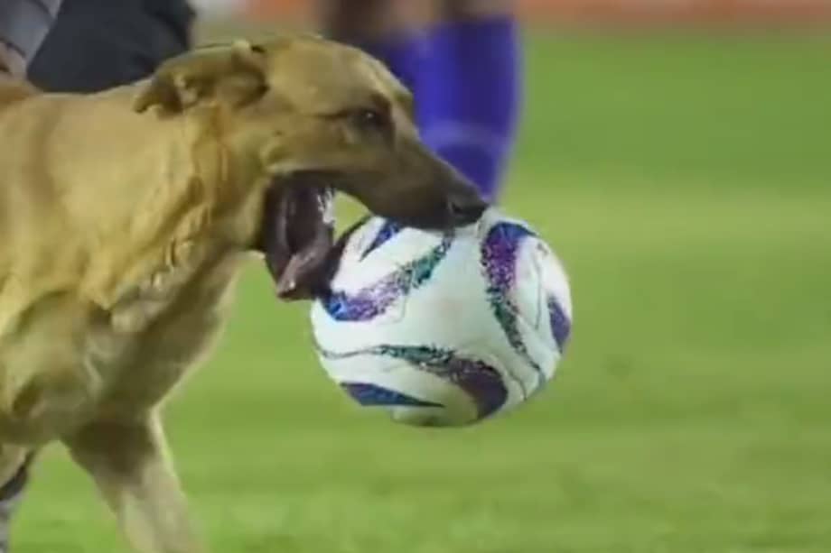 El animal invadió la cancha en un tiro de esquina.