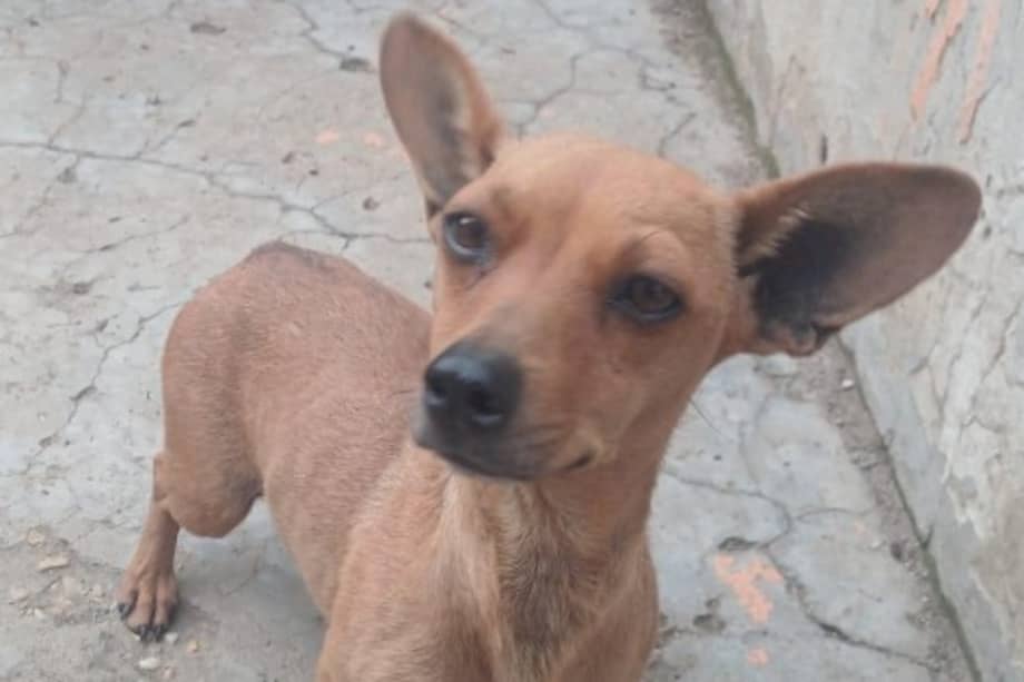 Tras la caída, Bambi presenta debilidad y problemas de salud. Su atención depende de las donaciones de la comunidad.