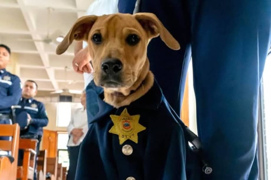 Rigoberto cuenta con su propio uniforme de policía vial y suele acompañar a los agentes en distintas actividades.