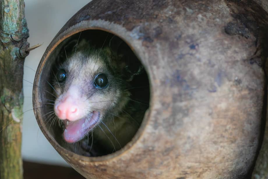 Aves, boas e iguanas en riesgo: la CAR Cundinamarca confirmó que atendió 42
casos de tráfico de especies silvestre durante la Semana Santa de 2026