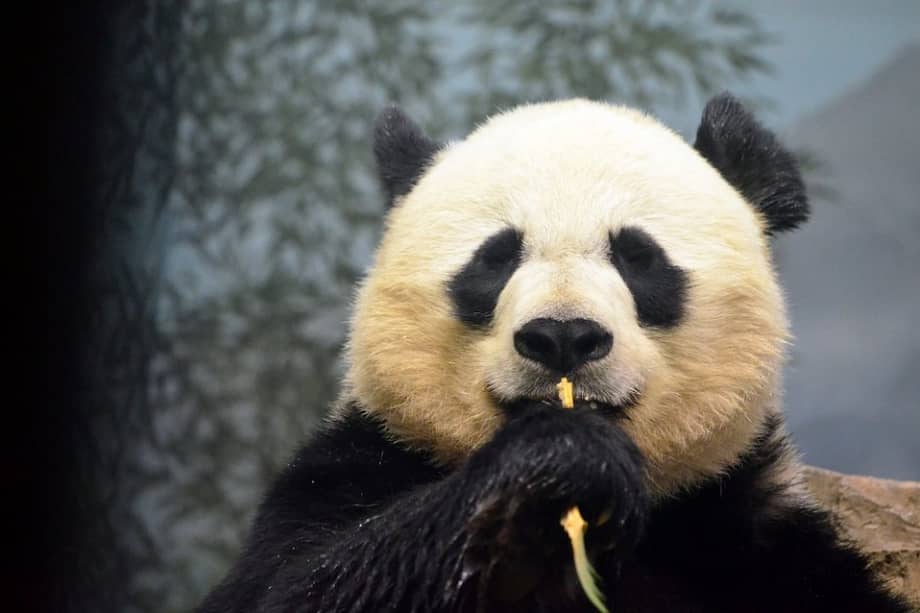 Menos del 5% de pandas machos en cautiverio pueden aparearse. / angela n. - Flirck