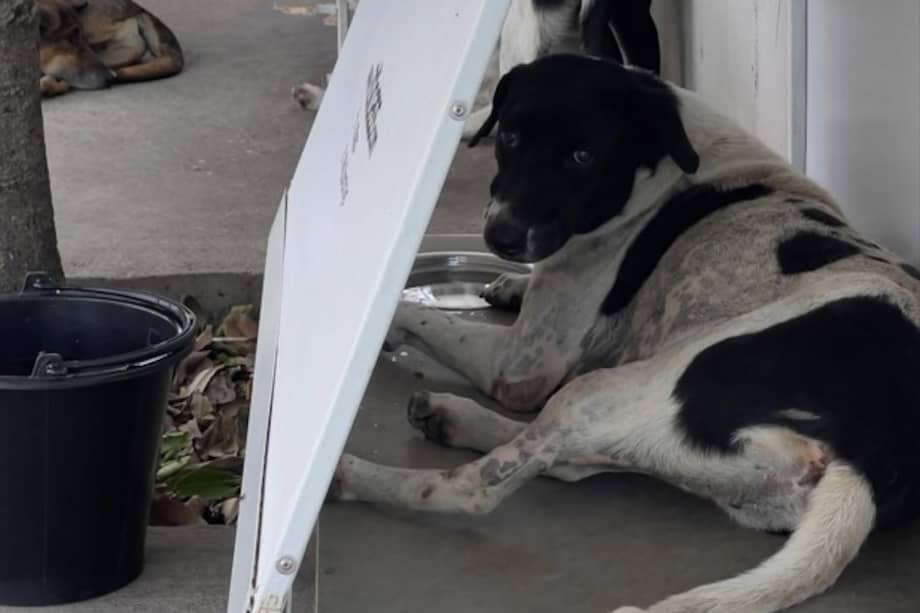 Mejorar las condiciones de vida de los perros comunitarios facilita el trabajo de organizaciones de protección animal y voluntarios.