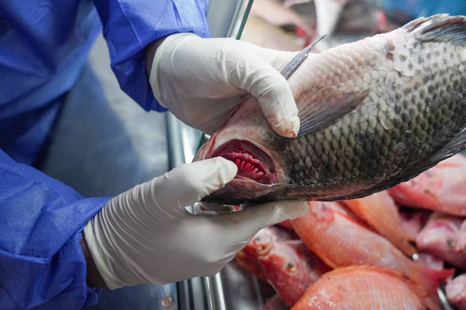 La Secretaría de Salud entregó recomendaciones