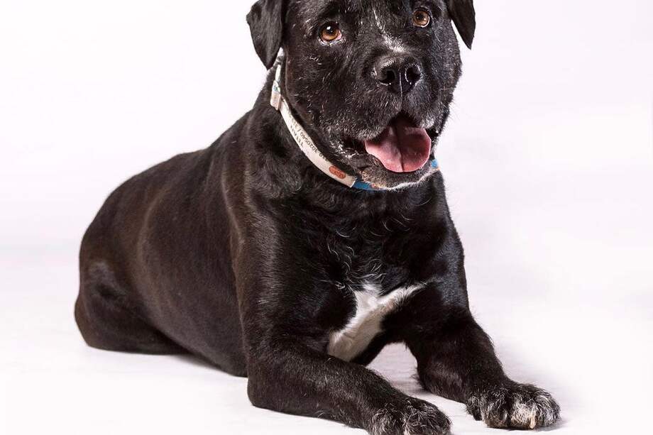 Titán es un perro viejito sobreviviente del cáncer. Fue rescatado por la fundación Por Amor A Rocky cuando protegía a una mamita con sus crías.