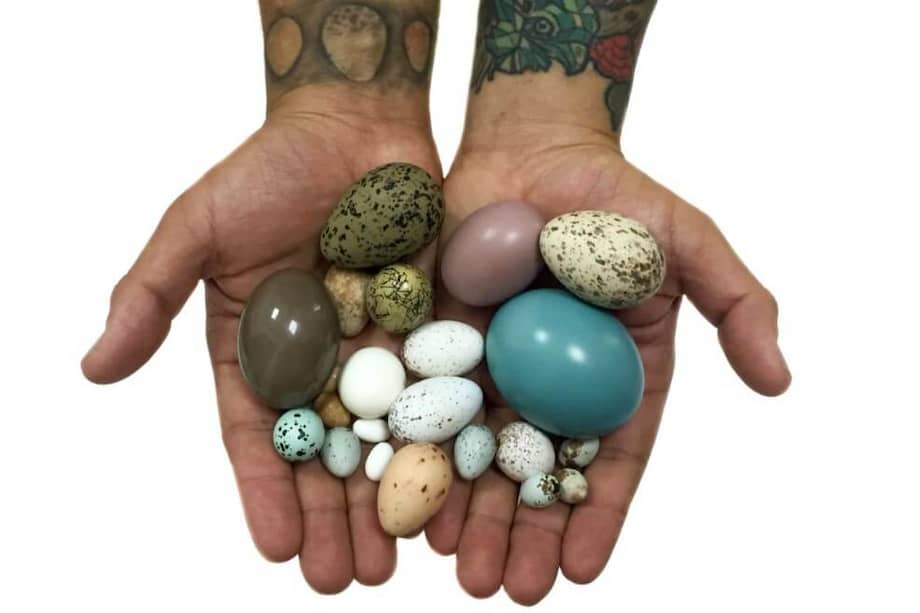 La colección que donó la U. Icesi incluye incluye huevos desde los raros tinamues hasta los pequeños colibríes. / Instituto Humboldt.