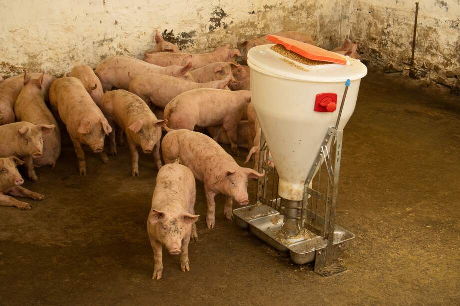 Suspenden actividad porcícola en San Antonio del Tequendama por mal manejo de residuos