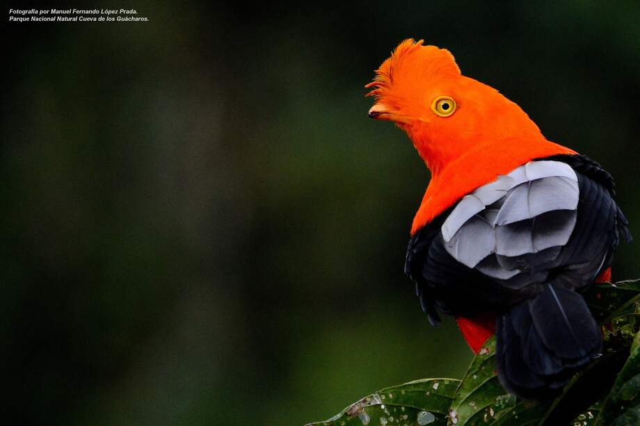 El Parque Nacional Cueva de los Guácharos fue la primera área protegida declarada en Colombia. /PNN