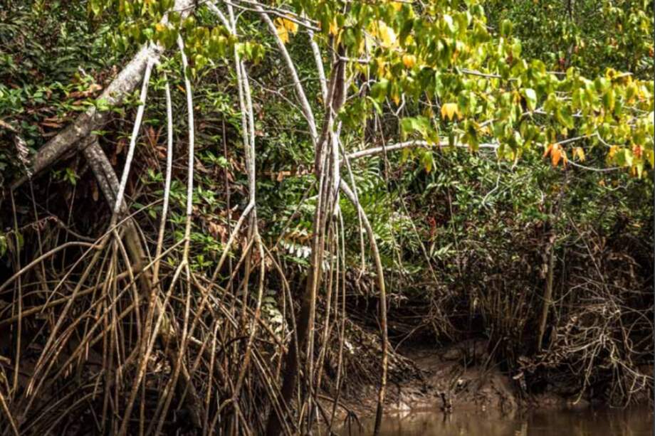 Cabo Manglares / Christian García / Parques Nacionales de Colombia