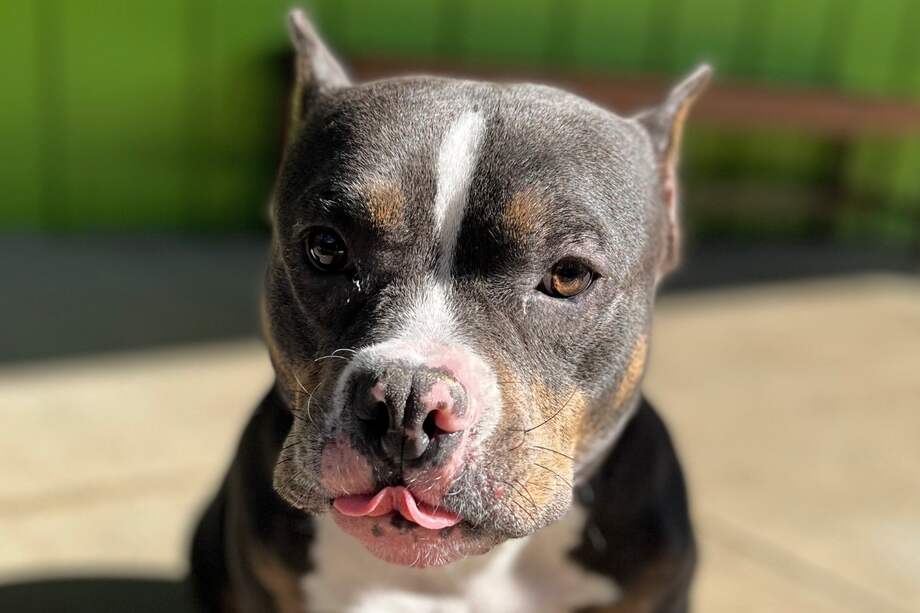 Su cuidadora no la quiso tener más, porque no era capaz de hacerse cargo de lo que la canina necesitaba.