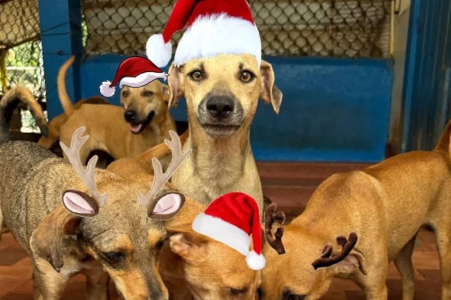 La organización recordó las dificultades diarias que enfrenta para sostener un albergue con cerca de 300 animales rescatados.