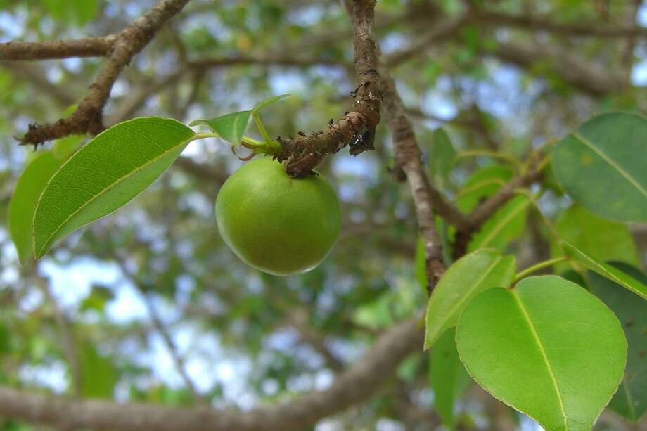 Según el Dadis, la pareja de turistas sintió ardor en zona de la boca y sensación de obstrucción de las vías respiratorias.