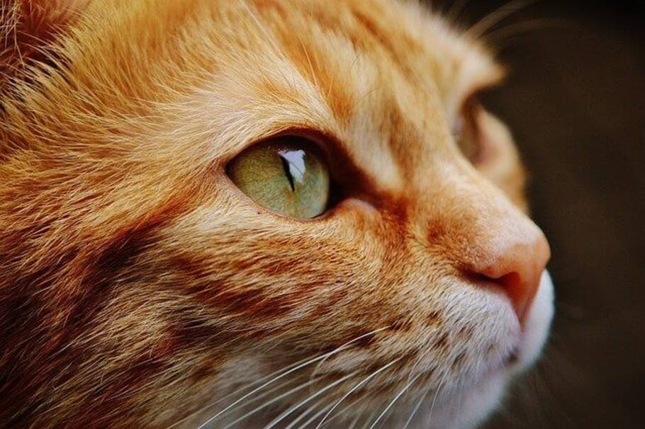 ¿Es posible controlar la alergia a los gatos?