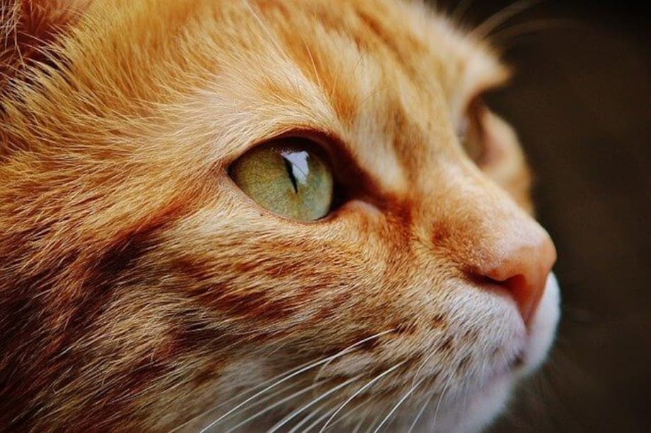 El paciente necesita someterse a estudios de anticuerpos. / Pixabay