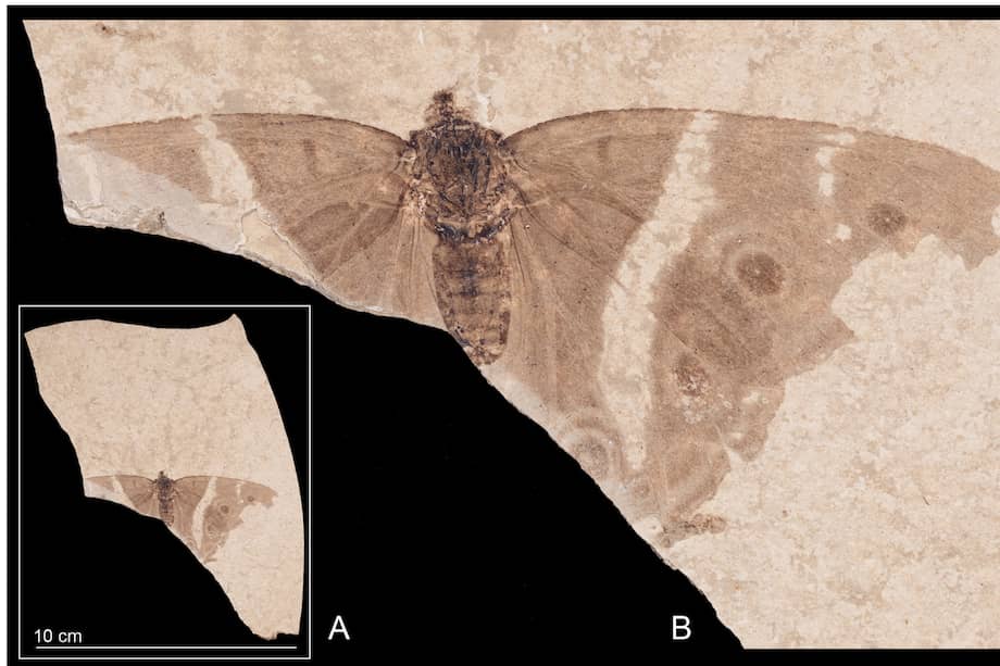 En el fósil se conserva la mayor parte del ala derecha y gran parte del ala izquierda, con la venación completa y patrones claramente reconocibles.