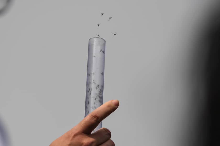 Los mosquitos serán liberados a lo largo de 2 años.