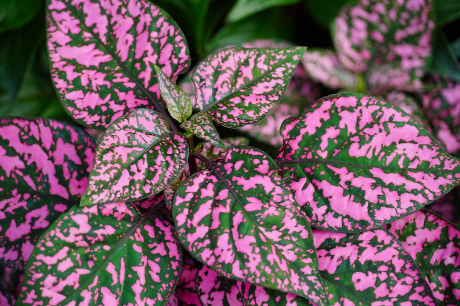 A beautiful shot of a hypoesthesia plant