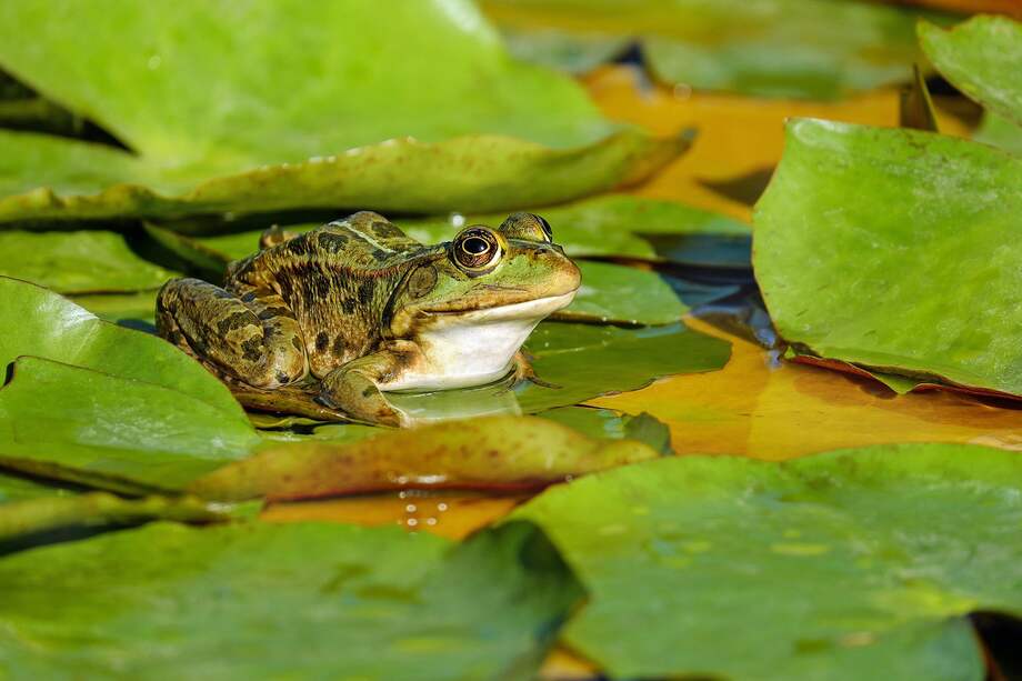 Imagen de referencia - Pixabay