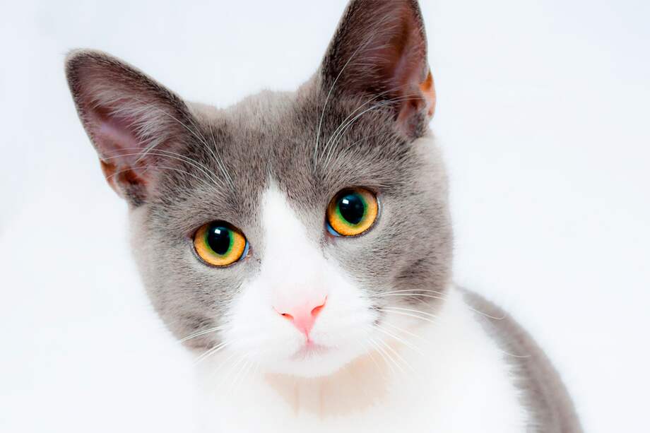 Se recomienda castrar a los gatos, tanto machos como hembras, entre los 6 y los 12 meses de edad.