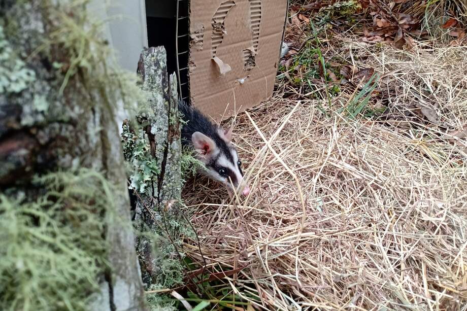 Entre las especies liberadas se encontraban dos zarigüeyas de orejas blancas.